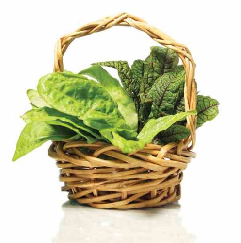 Sorrel Recipes: The Zingiest Garden Green